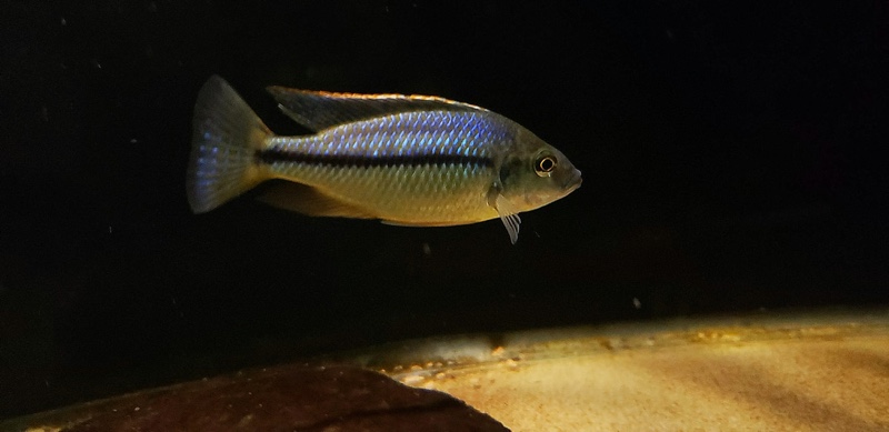 Protomelas marginatus